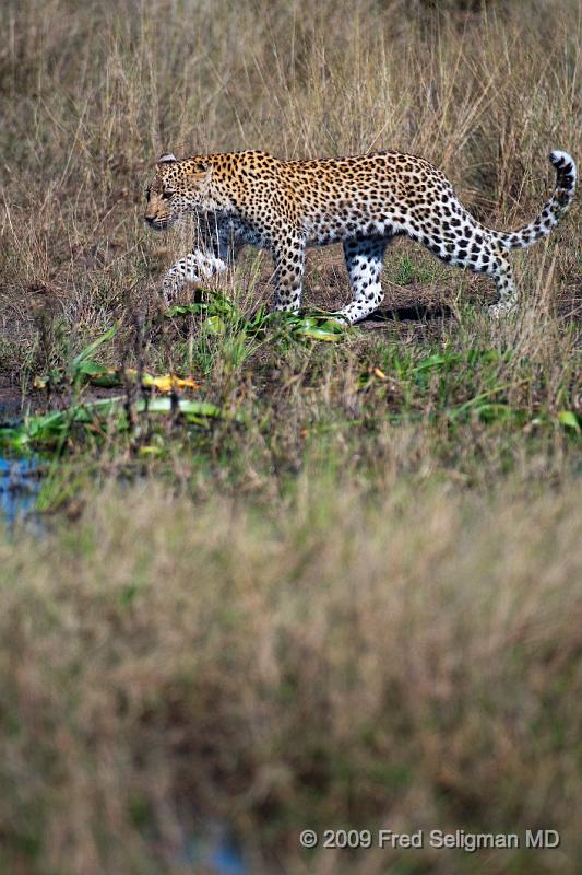 20090613_121108 D300 X1.jpg - Leopards have rosette spots all over their body, several with a clear interior.  The face is also quite spotted (compared to a Cheetah)